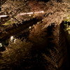 SAKURA RIVER
