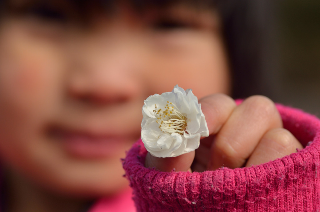 小さな花