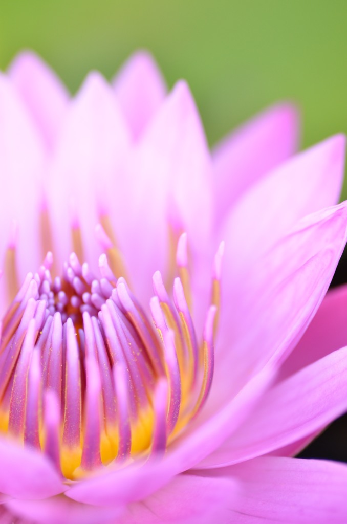 purity of heart