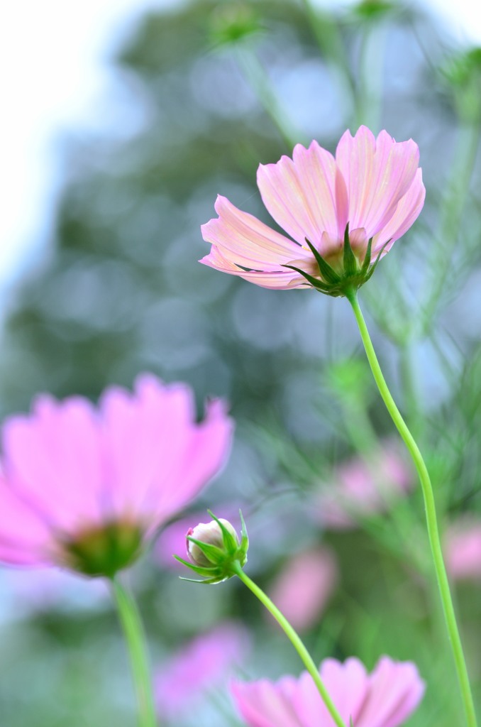 涼しげに 秋桜