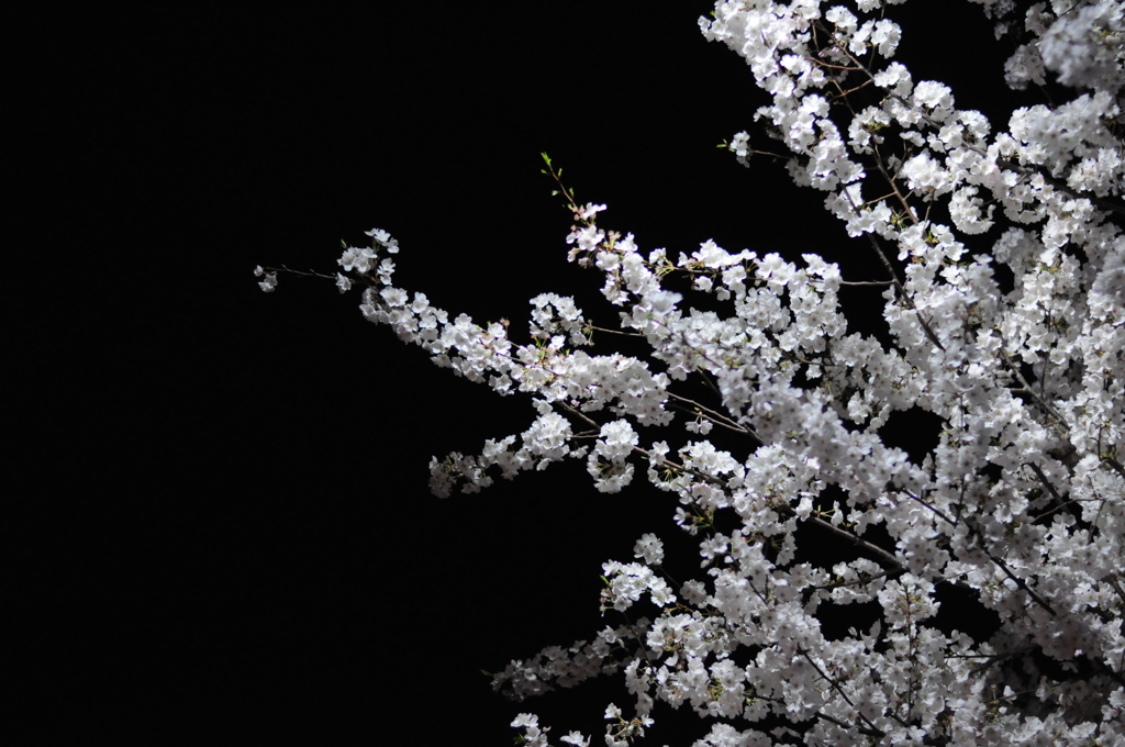 桜_2012_2