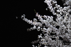 桜_2012_2