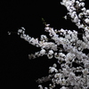 桜_2012_2