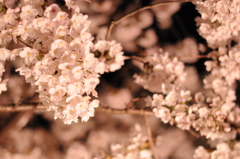 桜_2012