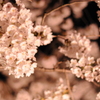 桜_2012