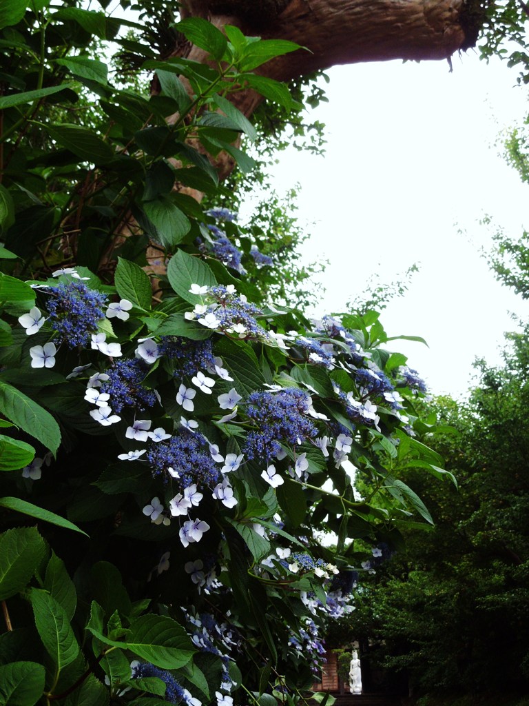 紫陽花寺