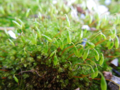 moss