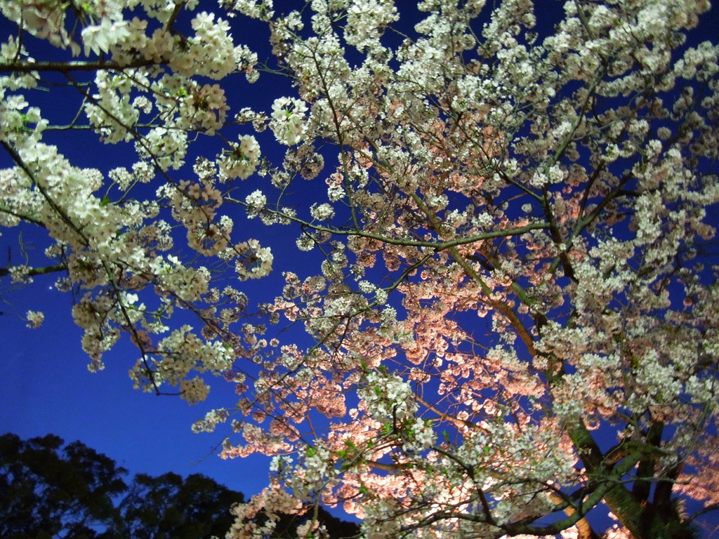 夜桜模様