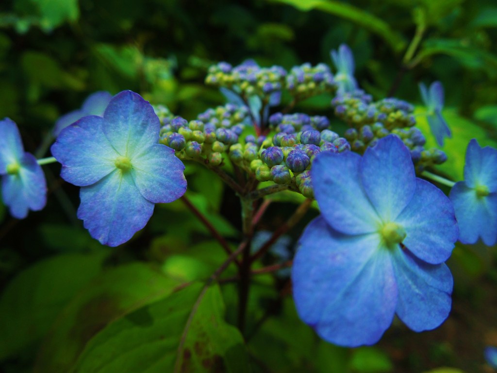 花の雫