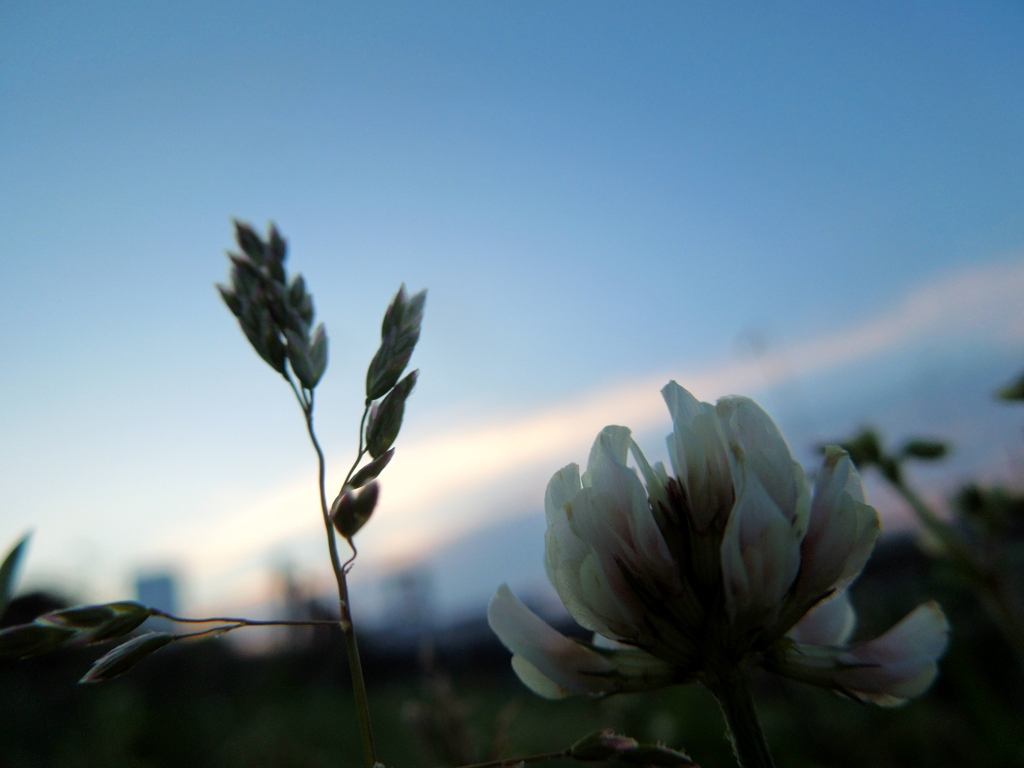 しろつめくさの夕日