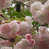 告げる桜