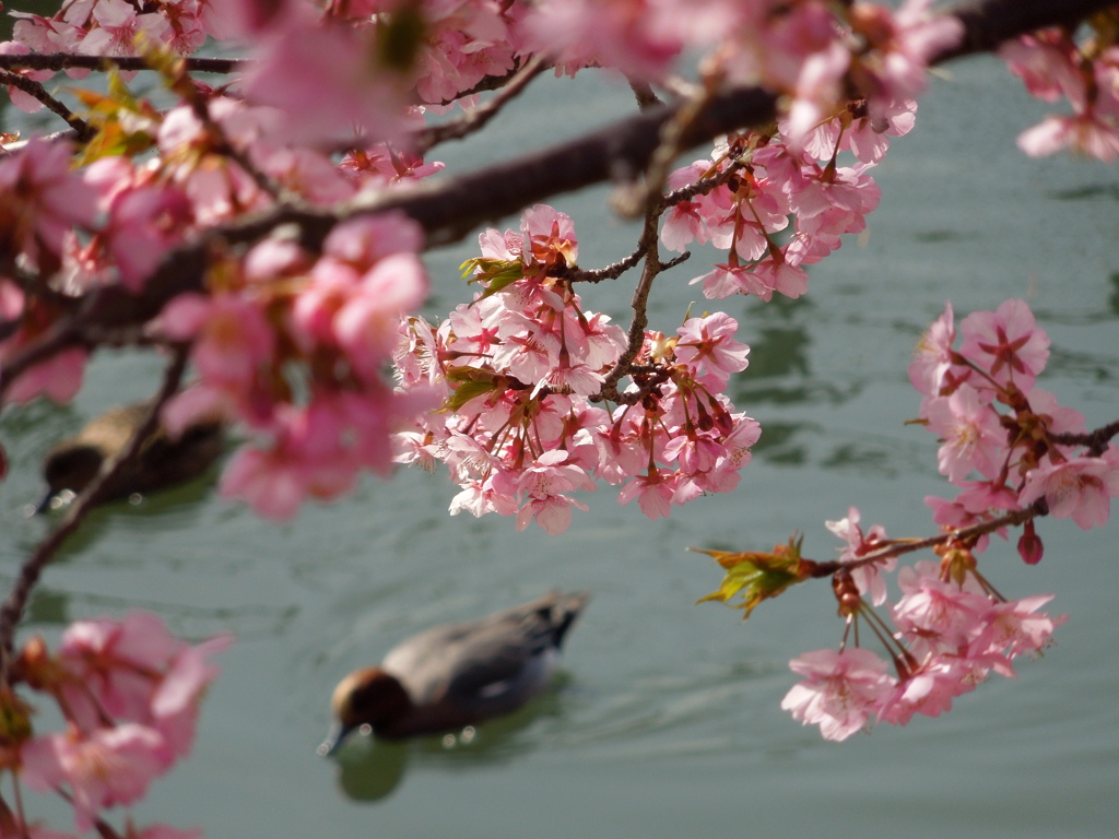 sakura かも