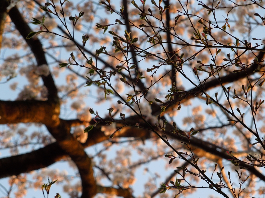 桜模様