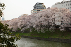 2012　千鳥ヶ淵　②