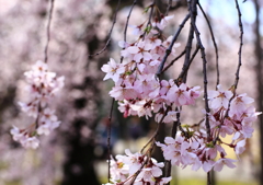 後楽園　しだれ桜