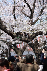 花見・・・？