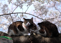 春だにゃ～②