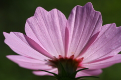 秋の桜～凛～