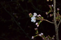 DSC_0008