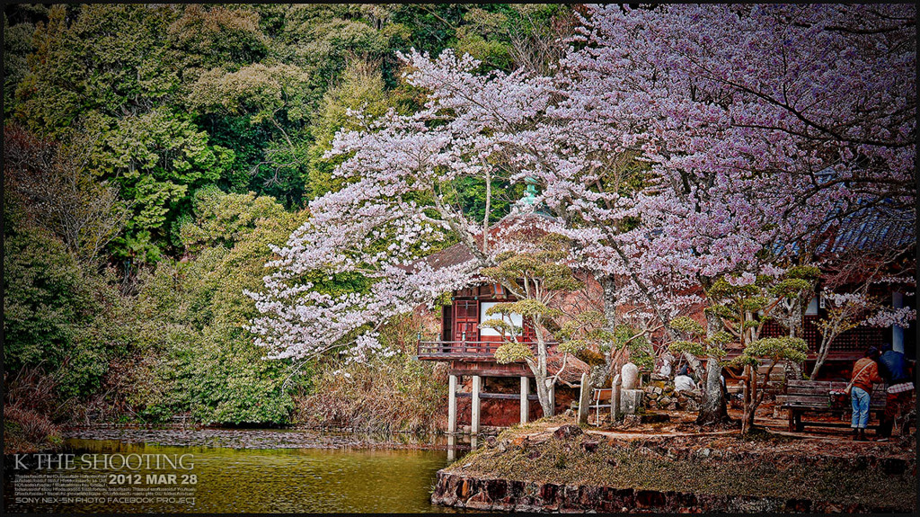 お花見の思い出