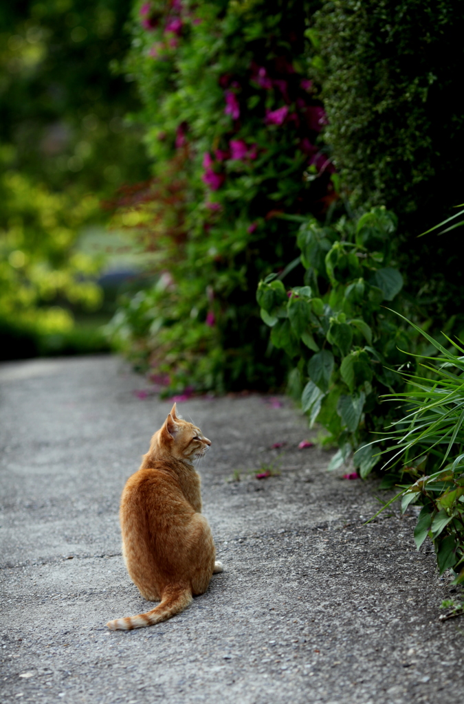 猫