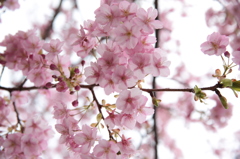 河津桜