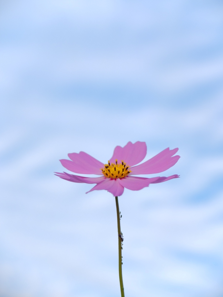 生きる