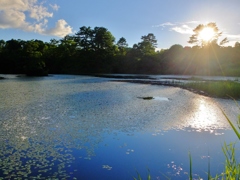 じゅんさいの沼