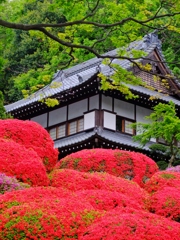 つつじ寺　等覚院-2