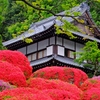 つつじ寺　等覚院-2