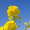 菜の花