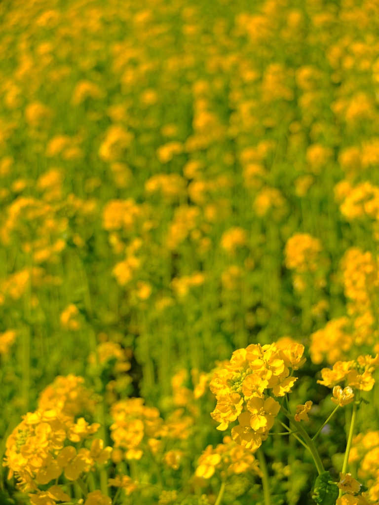 菜の花畑
