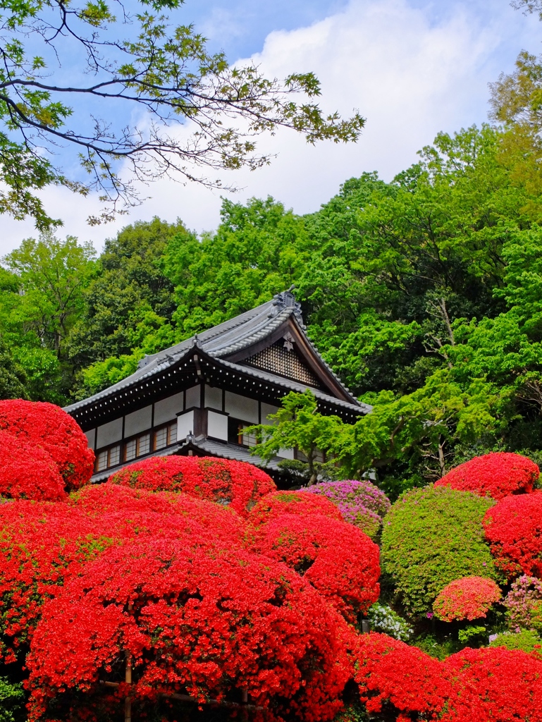 つつじ寺　等覚院-1