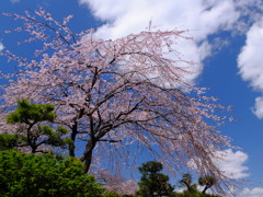 枝垂れ桜