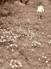 a field of flowers