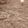 a field of flowers