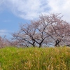 桜咲く、多摩川土手