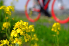 菜の花サイクリングロード