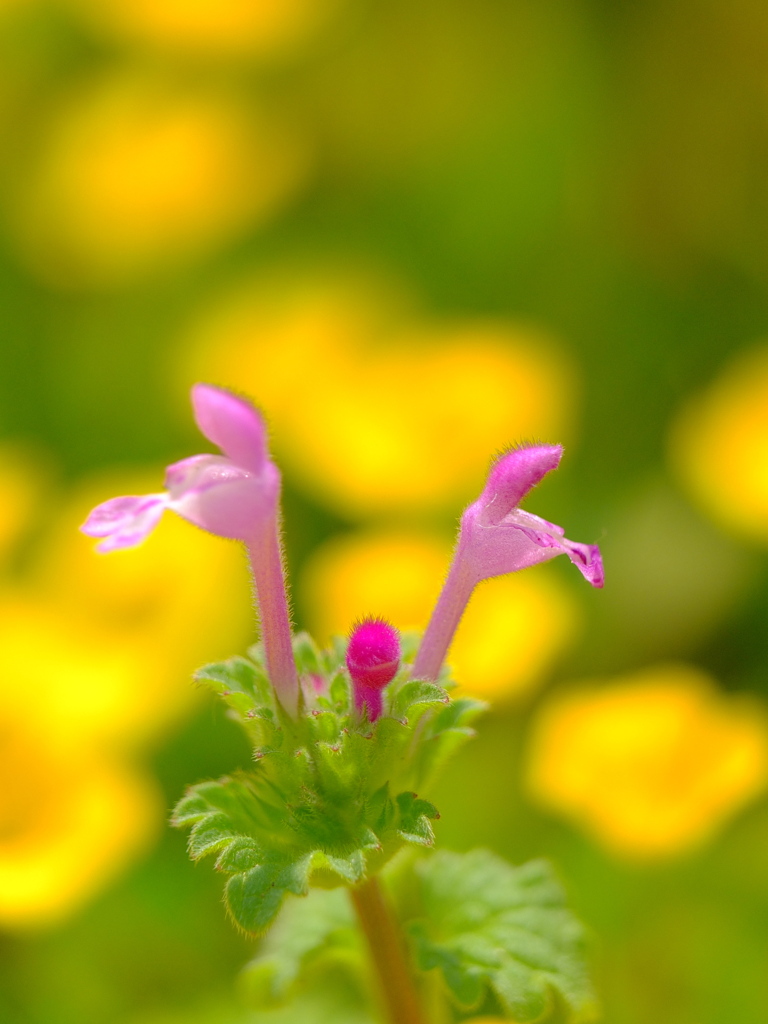 花壇のバレリーナ