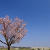 土手道の春-3