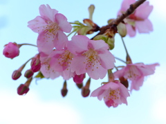 河津桜開花