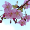 河津桜開花