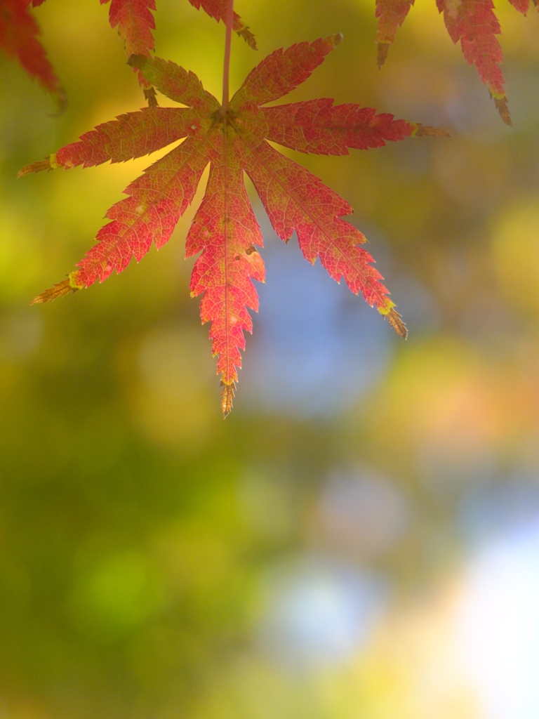 照紅葉