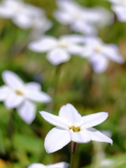 spring star flower