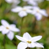spring star flower