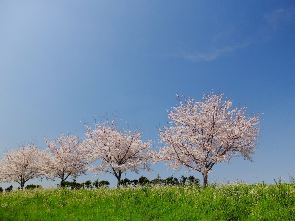 桜満開、多摩川土手