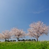 桜満開、多摩川土手