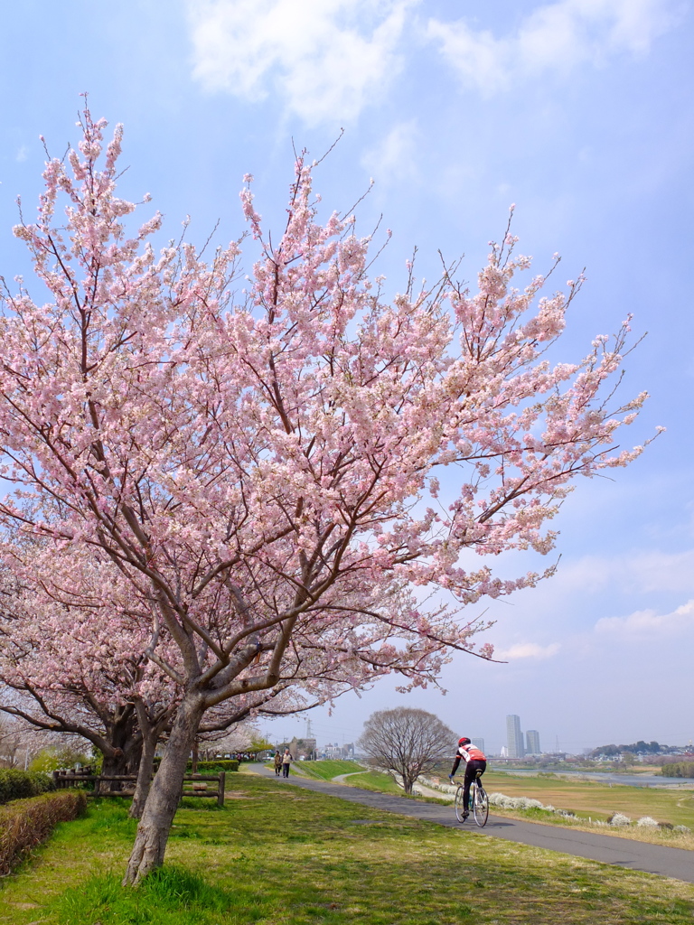 土手道の春