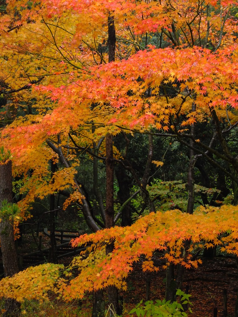 紅葉小景