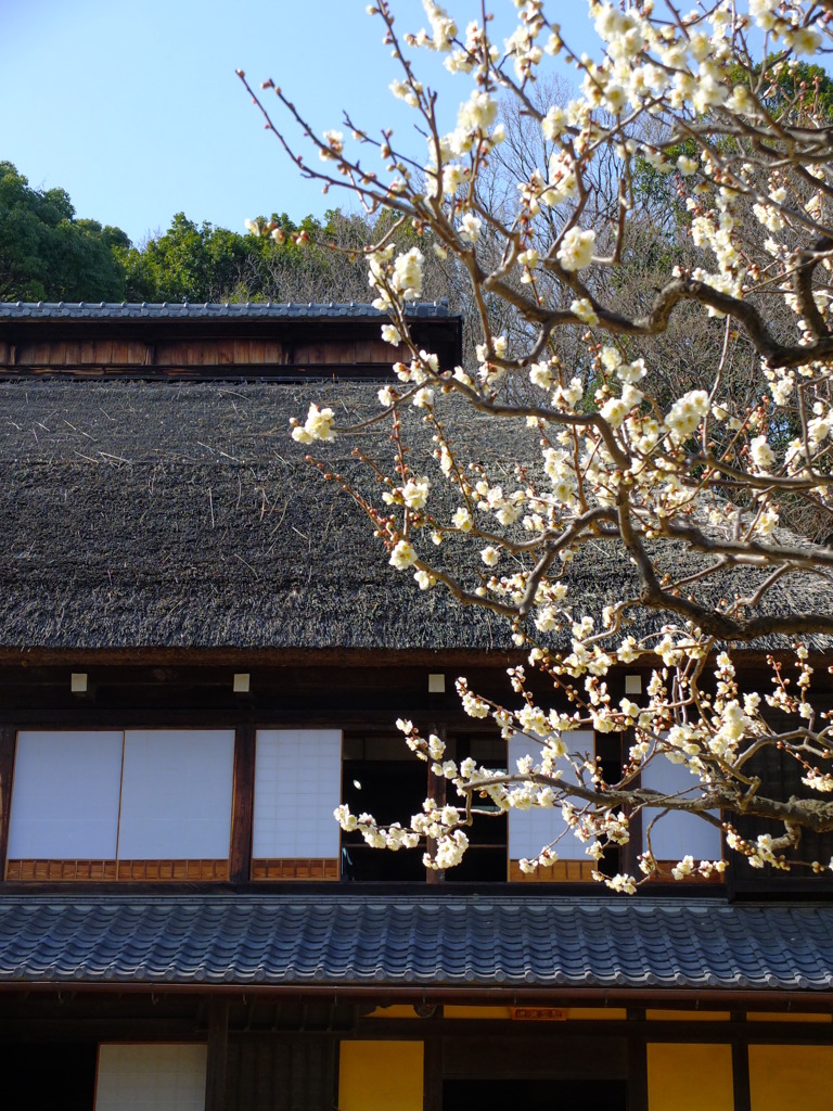 春の先駆け